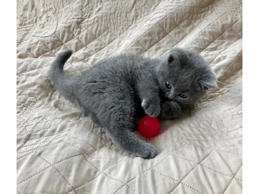 Εκπληκτικό Scottish Fold Tica Kitten Ready